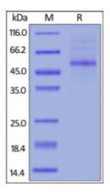 SDS-PAGE (TNFSF4-490H).jpg